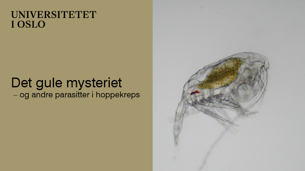 Bildet kan inneholde: hoppekreps